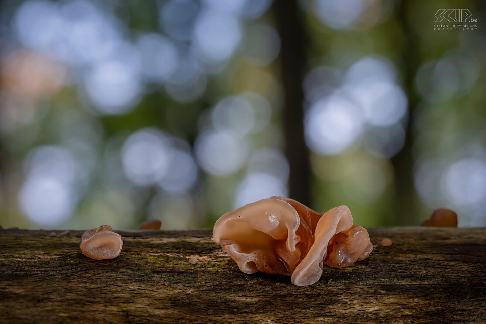 Mushrooms - Jelly ear This autumn many beautiful mushrooms and fungi appear again in our forests and gardens Stefan Cruysberghs